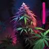 Haze Liebhaber's Profile Image