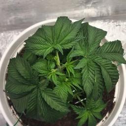 just-me-and-my-weed's Profile Image