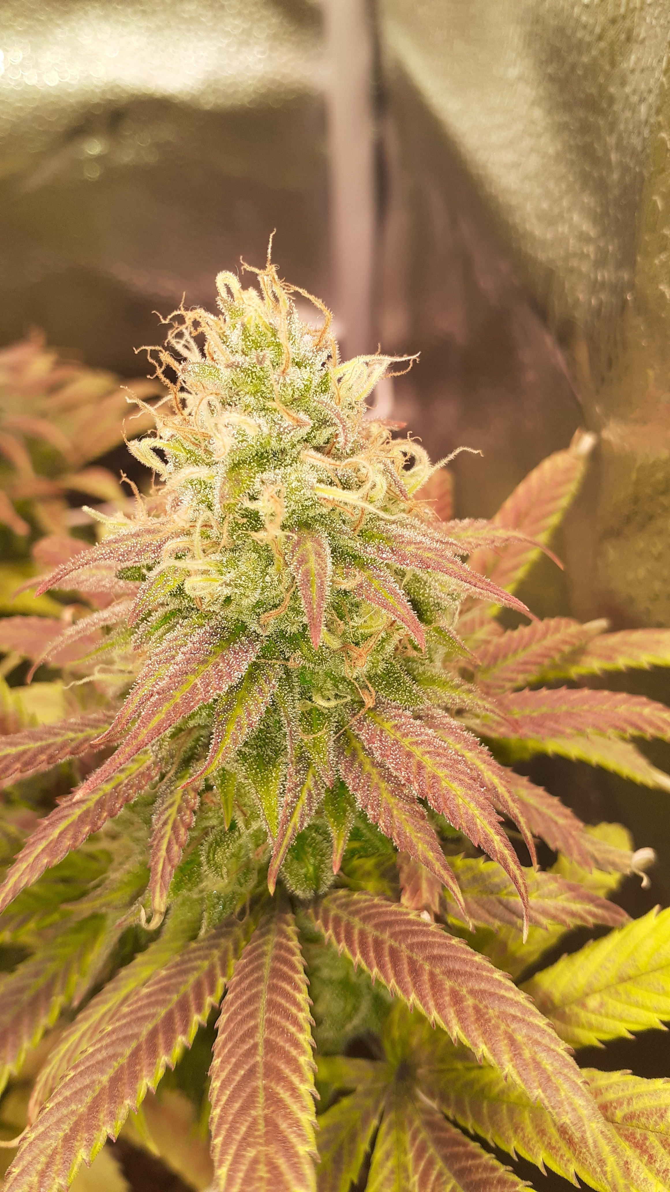 Header Image from Grow "Super Auto Lemon Haze"