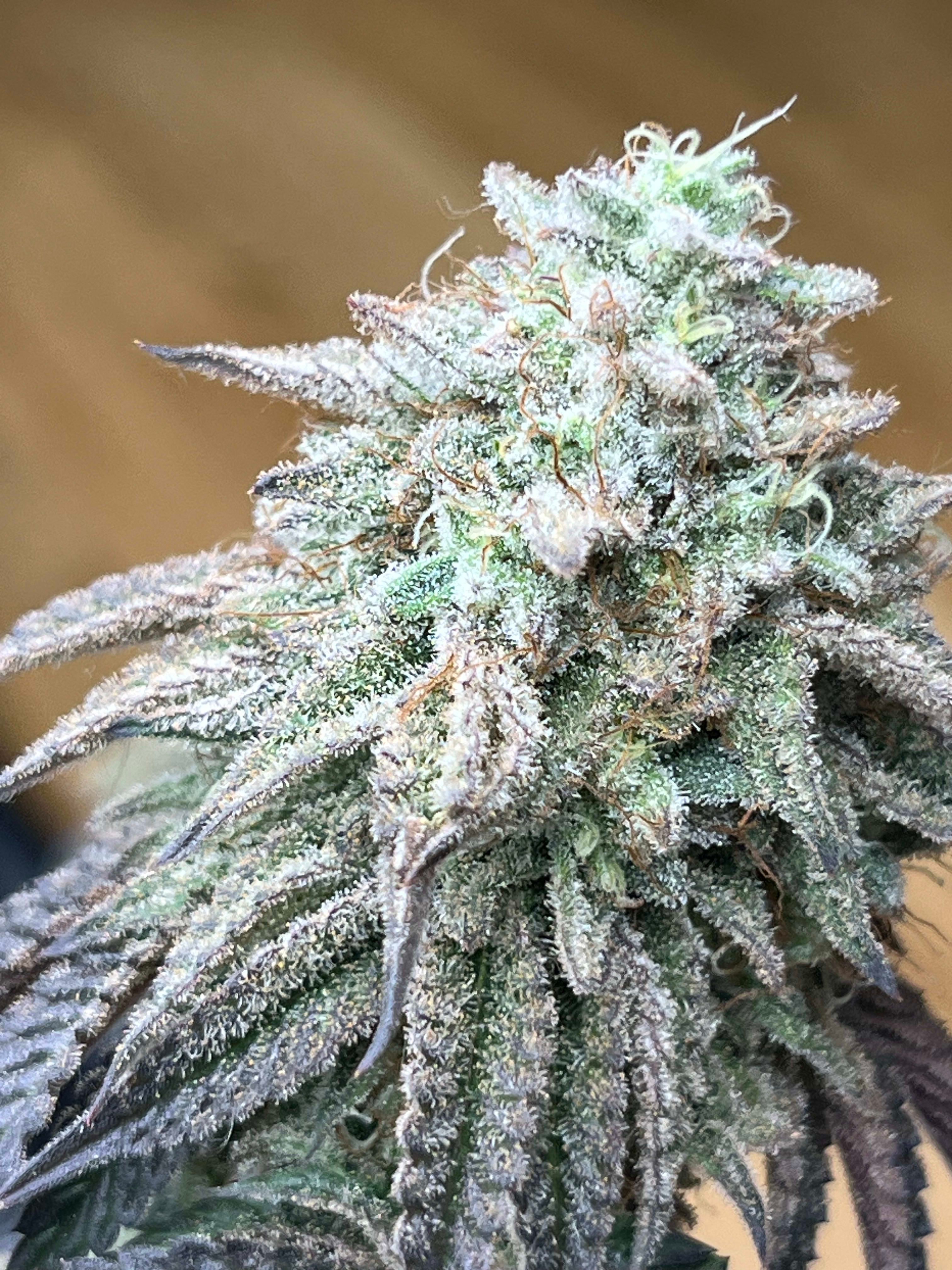 Header Image from Grow "Lets grow together 💪💚"