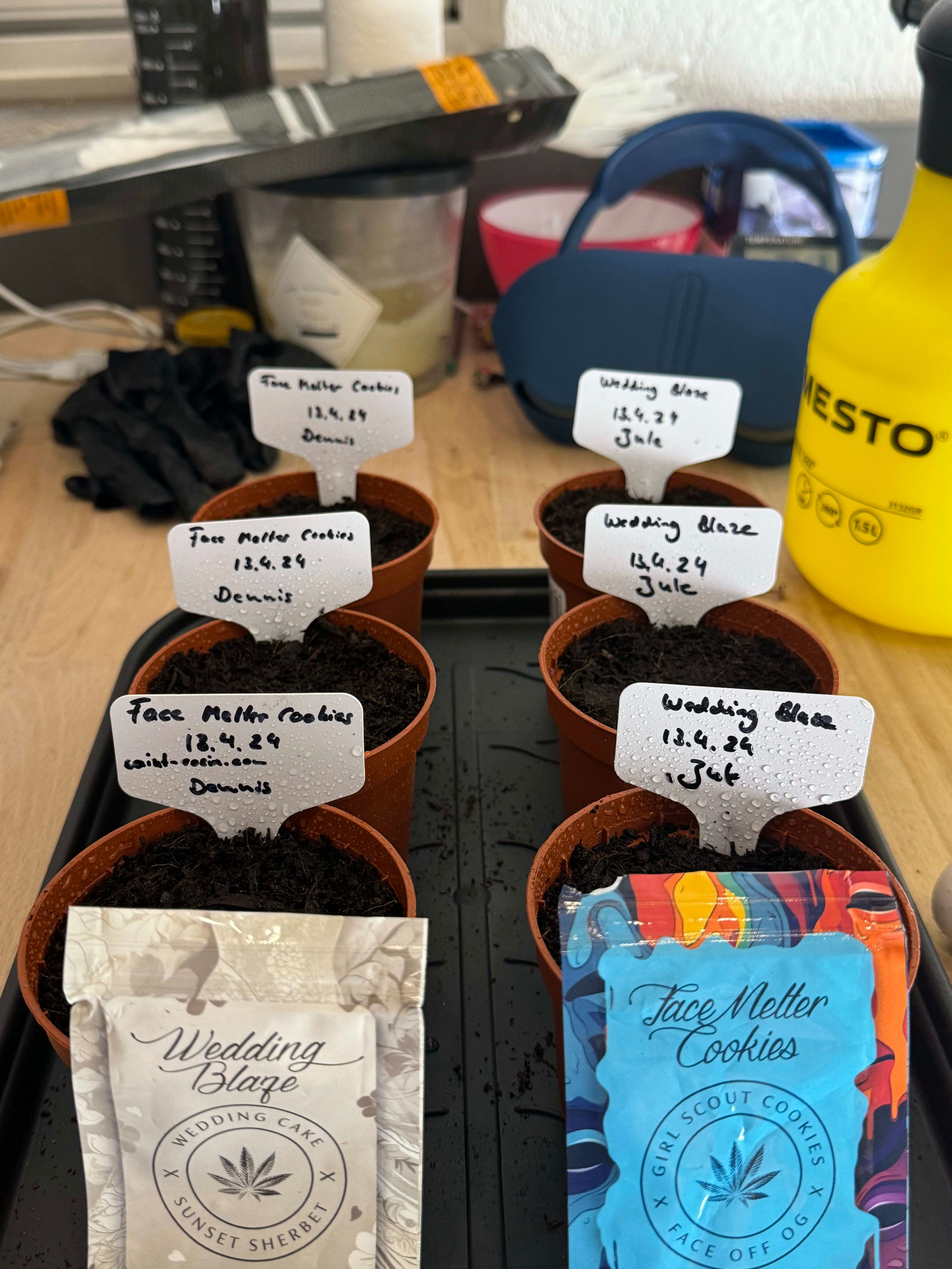Header Image from Grow "Daumen drücken "