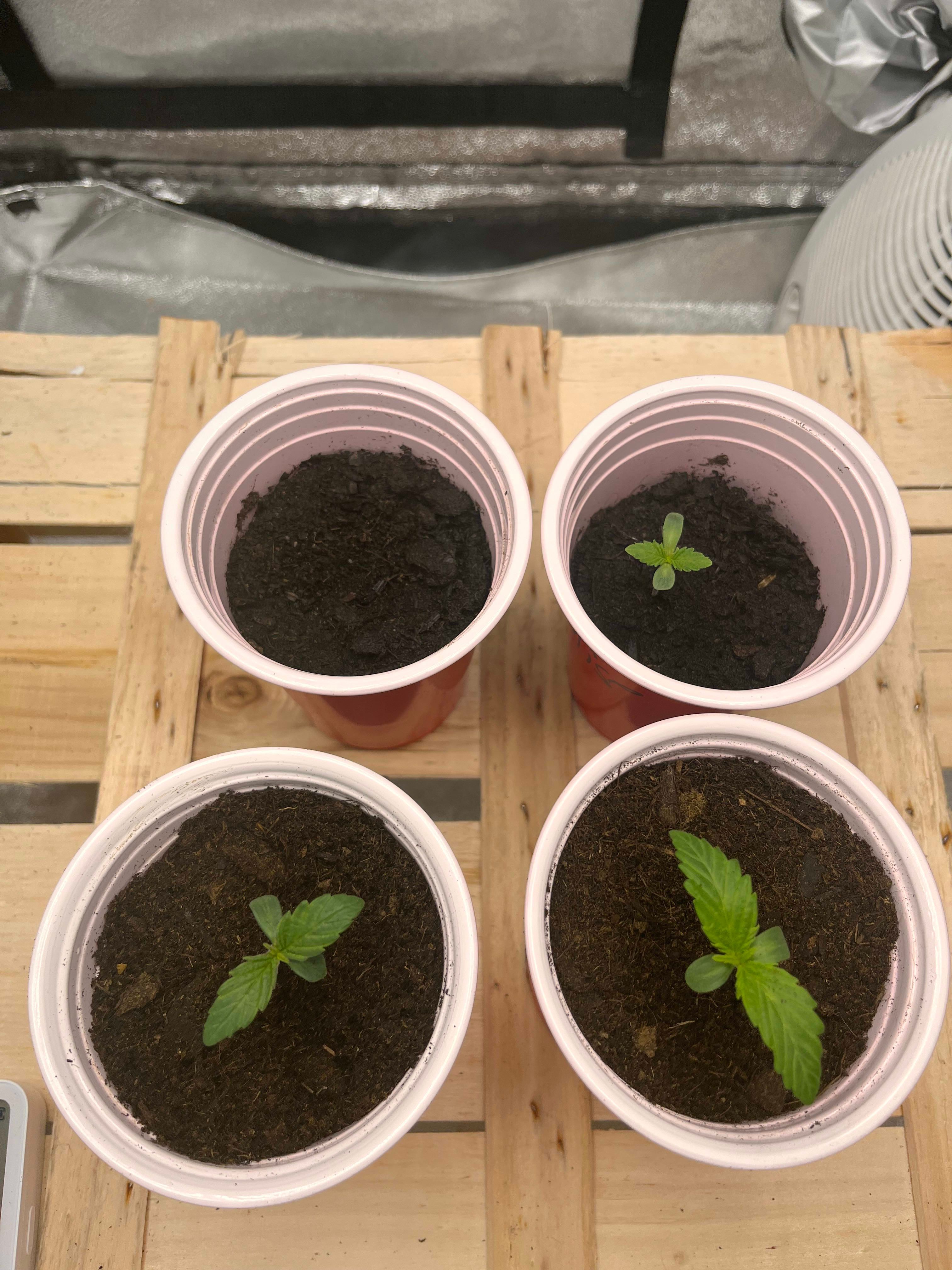 Header Image from Grow "First legal Grow🌱"