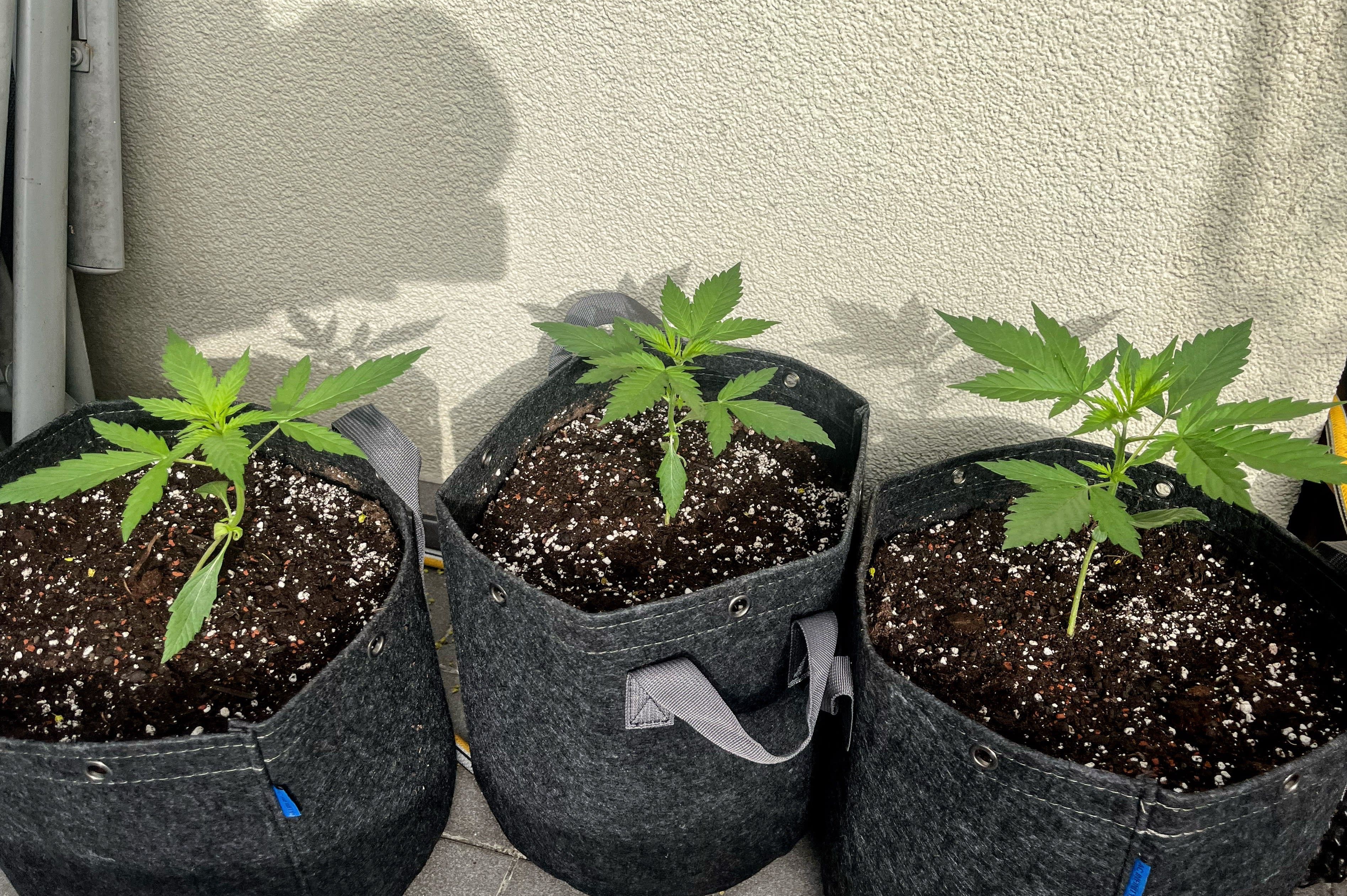 Header Image from Grow "Berliner in + outdoor 🧗‍♂️"