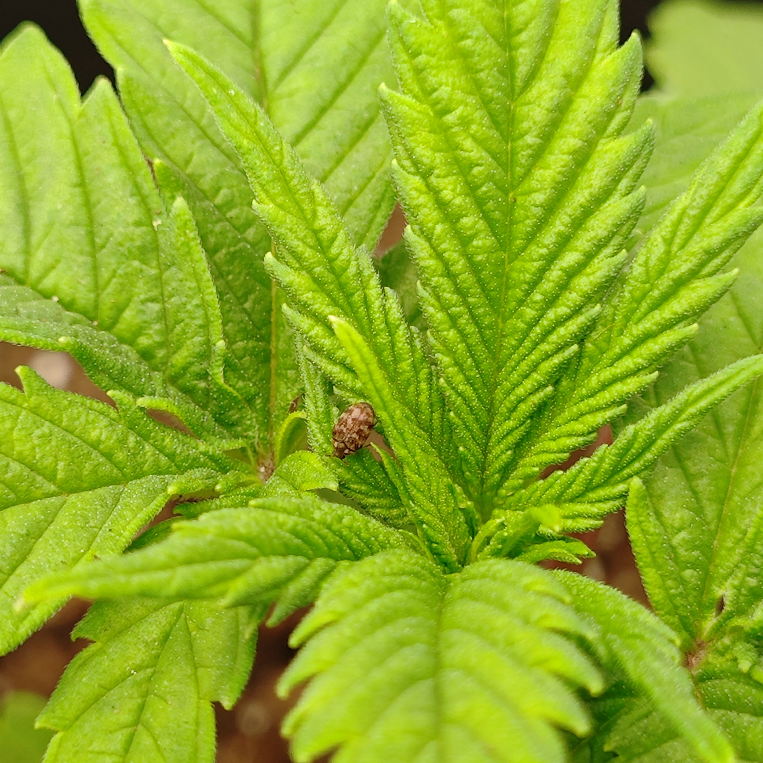 Header Image from Grow "chronotope Buds #1"