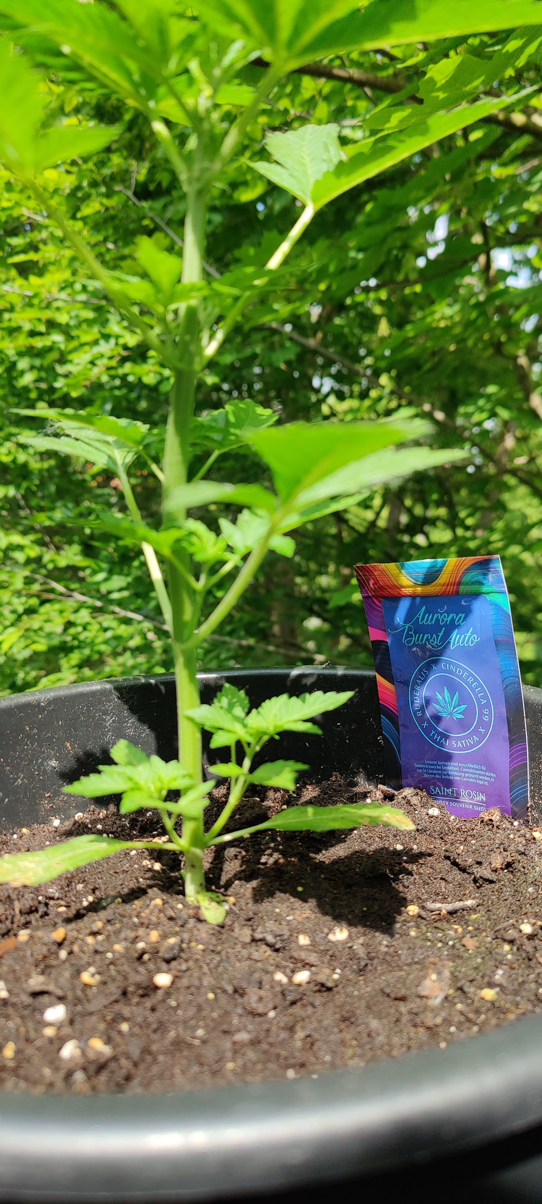 Header Image from Grow "Outdoor/Indoor 24h ☀️"