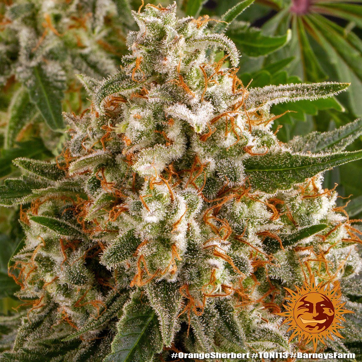 Header Image from Grow "Orange Sherbert"