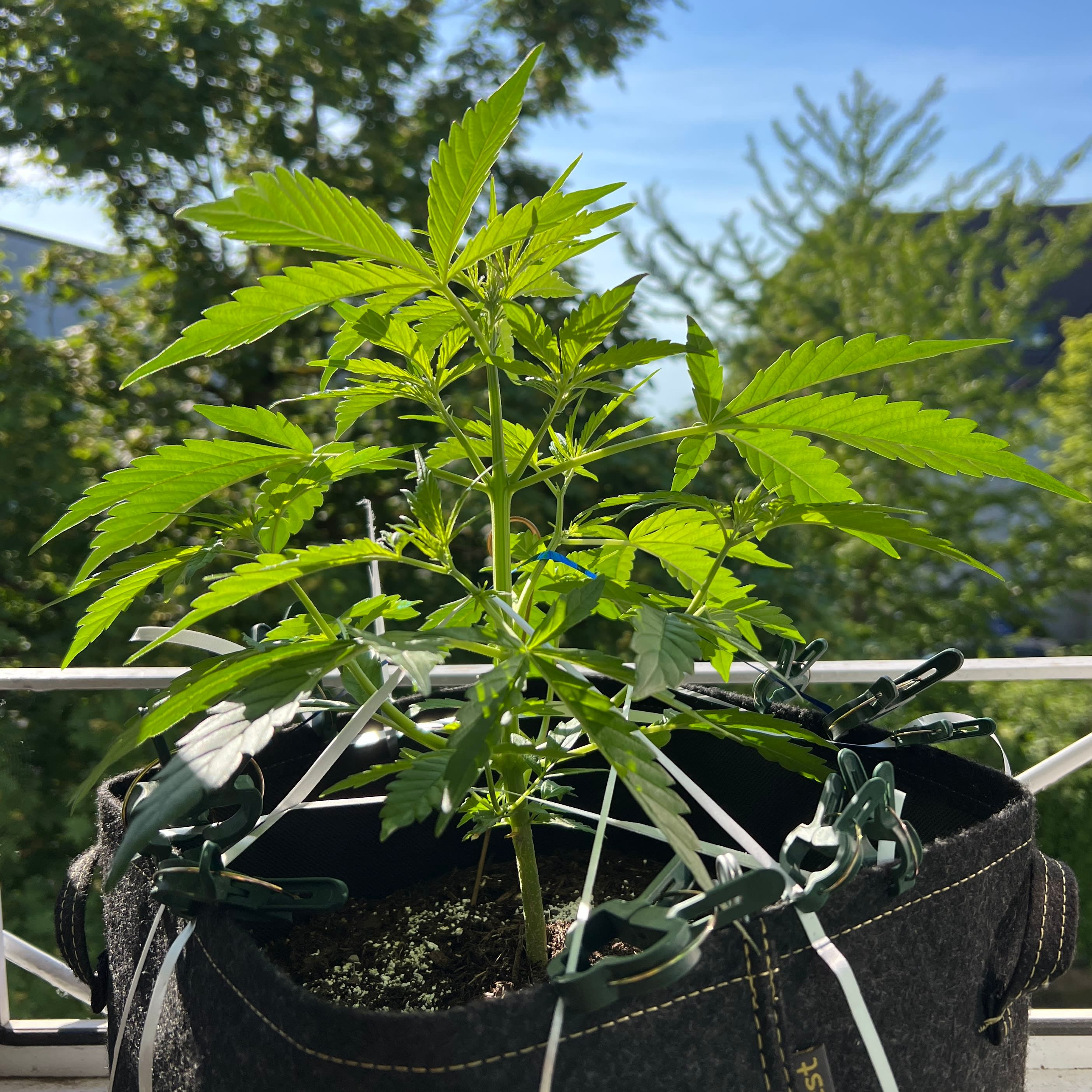 Header Image from Grow "Auto Euforia + other Green Girls"